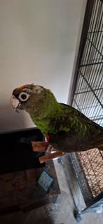 Jardine papagaai tam, Dieren en Toebehoren, Mannelijk, Papegaai, Tam