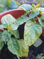 moestuinplantjes madame jeanet peper plantjes, Tuin en Terras, Ophalen, Minder dan 100 cm, Overige soorten