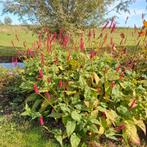 Duizendknoop - Prachtige Vaste Plant, Bodembedekkers, Vaste plant, Ophalen of Verzenden, Halfschaduw