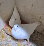 Koppel witte postduiven, Dieren en Toebehoren, Meerdere dieren, Postduif