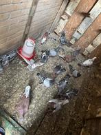 Postduiven, Dieren en Toebehoren, Vogels | Duiven, Meerdere dieren, Postduif