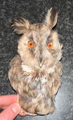 Ransuil taxidermie opgezet dier, Verzamelen, Ophalen of Verzenden, Zo goed als nieuw, Wild dier, Opgezet dier