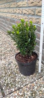 Buxus vervanger (Euonymus Green Spire), Vaste plant, Bloeit niet, Halfschaduw, Ophalen
