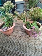 Vaste planten balkon of terras, Ophalen of Verzenden, Overige soorten, Volle zon