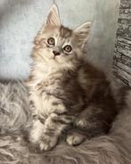 Nog twee mooie, lieve Maine Coon kittens met stamboom, Dieren en Toebehoren, Meerdere dieren, Gechipt, 0 tot 2 jaar