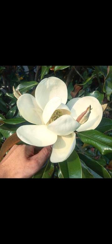 Magnolia grandiflora bracken's brown beauty / Nieuw ‼️‼️ beschikbaar voor biedingen