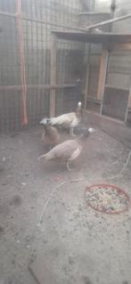 Violet  pauwen x zwartvleugel violet, Dieren en Toebehoren, Pluimvee, Meerdere dieren, Overige soorten