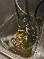 Vijvervissen, Dieren en Toebehoren, Overige soorten