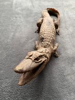 Opgezette krokodil, Verzamelen, Ophalen, Zo goed als nieuw, Opgezet dier