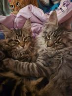 Lieve en super sociale Maine coon kittens, Dieren en Toebehoren, Katten en Kittens | Raskatten | Langhaar, Meerdere dieren, Ontwormd