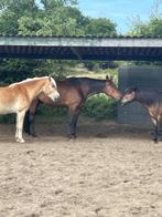 Stalling voor mijn 7 jarige sociale ruin gezocht, Weidegang, 1 paard of pony