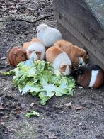Gevraagd cavia’s vrouwtjes gratis, Dieren en Toebehoren, Knaagdieren, Vrouwelijk, Cavia, Na 1 juli 2024