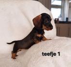 Super mooi gezonde dwergtekkel teckel pups. Ook CHOCO !!!, Dieren en Toebehoren, Honden | Teckels en Dashonden, 8 tot 15 weken