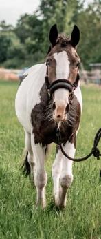 Lieve bonte D pony (merrie), Dieren en Toebehoren, Merrie
