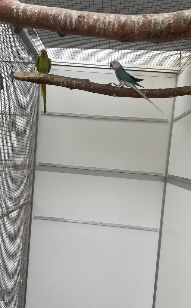 Kweekkoppel halsband halsbandparkiet opaline wkws, Dieren en Toebehoren, Vogels | Parkieten en Papegaaien, Parkiet, Meerdere dieren