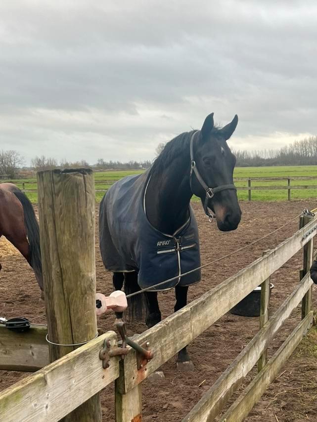 Gezocht:verzorger/grondwerktopper/bijrijder, Dieren en Toebehoren, Stalling en Weidegang