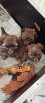 Bolonka Zwetna pups, Dieren en Toebehoren, Overige rassen, 8 tot 15 weken, CDV (hondenziekte), Meerdere
