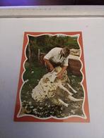 TEXEL.   SCHAPEN SCHEREN IN DE WEI. 1986, Ophalen of Verzenden, 1980 tot heden