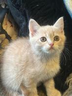 Reserve Now!  british short and lang hair ., Dieren en Toebehoren, Katten en Kittens | Overige Katten, Kater, Langharig, 0 tot 2 jaar
