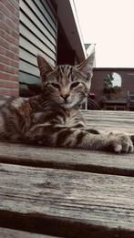 Boerderijkitten, Dieren en Toebehoren, Katten en Kittens | Overige Katten, Poes, Kortharig, 0 tot 2 jaar