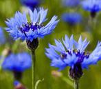 Korenbloem zaden Blue Boy, Ophalen of Verzenden, Volle zon