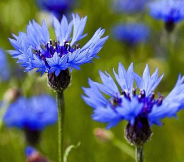 Korenbloem zaden Blue Boy, Tuin en Terras, Bloembollen en Zaden, Volle zon, Ophalen of Verzenden