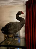 Opgezette Zwarte Zwaan, Ophalen, Zo goed als nieuw, Vogel, Opgezet dier