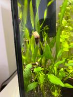 Torenslakjes, Dieren en Toebehoren, Vissen | Aquariumvissen, Slak of Weekdier