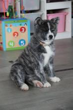 Akita inu, Dieren en Toebehoren, Rabiës (hondsdolheid), 8 tot 15 weken, Buitenland, Meerdere