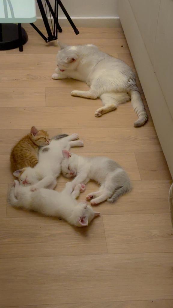 KITTENS TER ADOPTIE IN UTRECHT, Dieren en Toebehoren, Katten en Kittens | Raskatten | Korthaar, Meerdere dieren