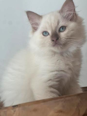 ⭐️⭐️⭐️⭐️⭐️Cinnamon mink Ragdoll kitten met stamboom beschikbaar voor biedingen