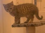 Kitten, Dieren en Toebehoren, Katten en Kittens | Overige Katten, Kater, 0 tot 2 jaar