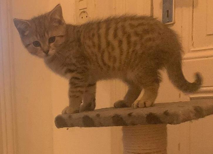 Kitten, Dieren en Toebehoren, Katten en Kittens | Overige Katten, Kater, 0 tot 2 jaar