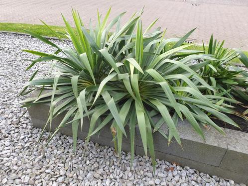 Buitenplanten Yucca Filamentosa/ palmlelie (nr. 3), Tuin en Terras, Planten | Tuinplanten, Vaste plant, Overige soorten, Volle zon