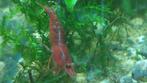 Neocaridina davidi Bloody Mary Garnalen per 10 voor €5, Dieren en Toebehoren, Vissen | Aquariumvissen, Kreeft, Krab of Garnaal