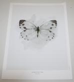 Poster Vlinder Groot Koolwit schilderij natuur insect prent, Minder dan 50 cm, Nieuw, Ophalen of Verzenden, Foto of Poster