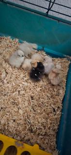 USA Zijdehoen  nog 5 niet bekend hen of haan 16€ per stuk, Dieren en Toebehoren, Pluimvee, Geslacht onbekend, Kip