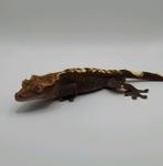 Mooie pet only blackline wimpergekko / crested gecko man, Hagedis, Tam, 3 tot 6 jaar