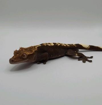 Mooie pet only blackline wimpergekko / crested gecko man beschikbaar voor biedingen