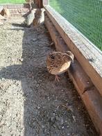 Japanse kwartels, Dieren en Toebehoren, Pluimvee, Meerdere dieren, Overige soorten