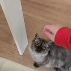 Perzische poesje, Dieren en Toebehoren, Katten en Kittens | Raskatten | Langhaar, Poes