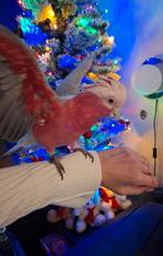 Roze kaketoe, Dieren en Toebehoren, Vogels | Parkieten en Papegaaien, Mannelijk, Papegaai, Geringd