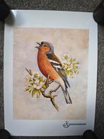 6 posters van Europese vogels, Ophalen, Minder dan 50 cm, Zo goed als nieuw, Schilderij