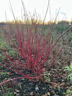 Mooie struiken kornoelje en hazelaar, Tuin en Terras, Ophalen, Overige soorten, Volle zon