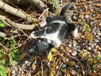 Kittens 10 weken