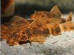 Ancistrus sp. LDA16 long fin, Dieren en Toebehoren, Vissen | Aquariumvissen, Vis, Zoetwatervis, Schoolvis