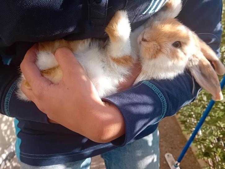 Jong Konijntje (ram), Dieren en Toebehoren, Konijnen, Dwerg, Mannelijk, Hangoor