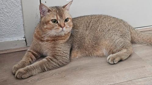 Britse korthaar blacksilver is in verwachting, Dieren en Toebehoren, Katten en Kittens | Raskatten | Korthaar
