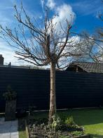 Catalpa boom, Tuin en Terras, Zomer, Overige soorten, Volle zon, 250 tot 400 cm