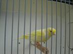 Man..kanarie '', Dieren en Toebehoren, Vogels | Kanaries, Mannelijk